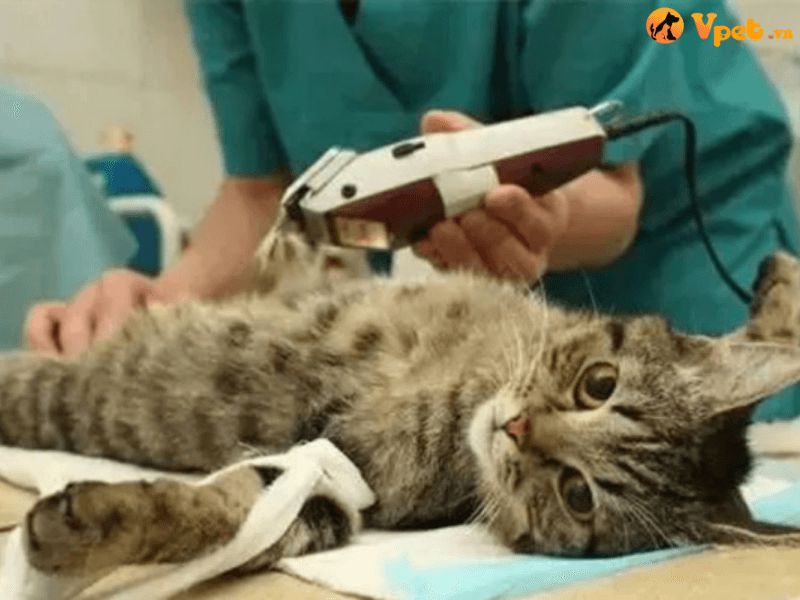 Điều trị rối loạn đông máu ở mèo