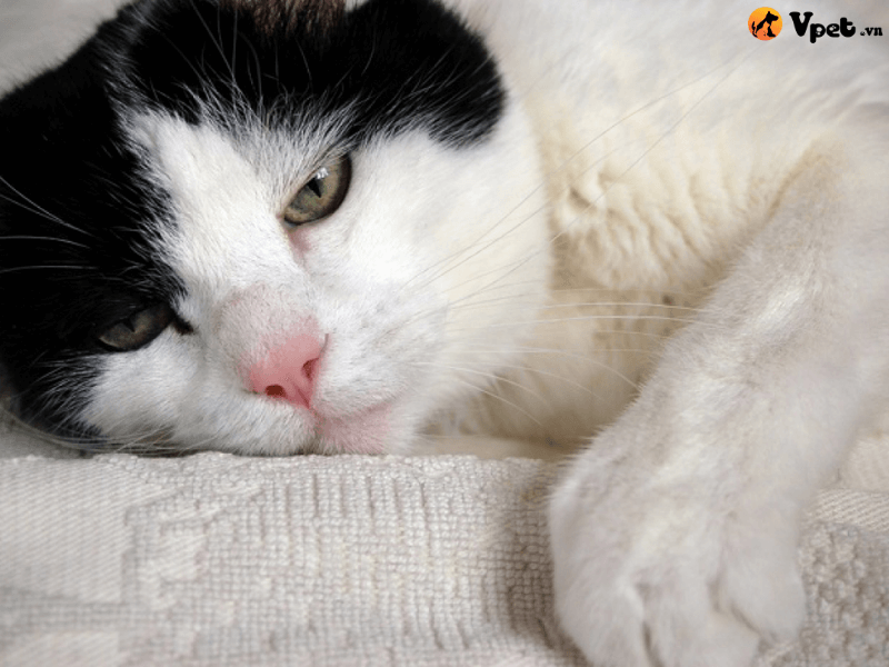 Rối loạn đông máu ở mèo xảy ra khi nào?