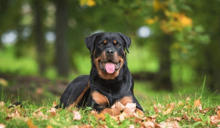 Rottweiler là giống chó gì? Tìm hiểu thông tin về giống chó Rottweiler