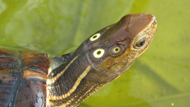 Tìm hiểu về rùa 6 mắt – một loài độc đáo của đại dương
