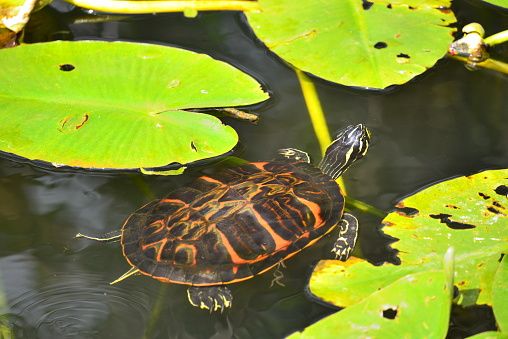 Tìm hiểu về Rùa Bụng Đỏ Florida - Thông tin cập nhật mới nhất!