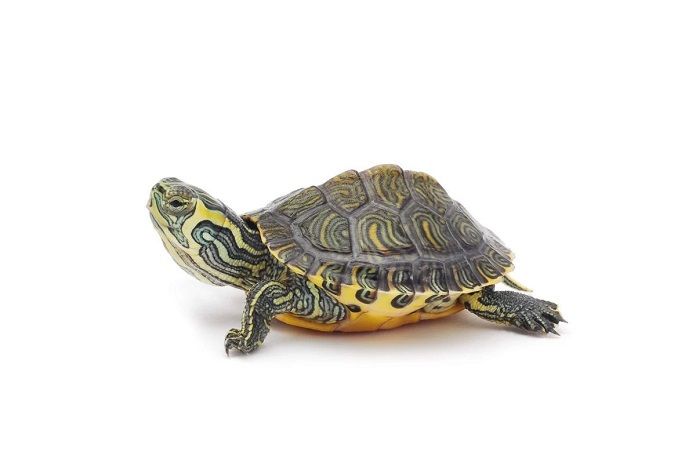 Tìm hiểu về rùa cạn dễ nuôi - Cách chăm sóc và nuôi dưỡng rùa cạn cho người mới bắt đầu