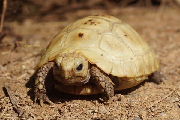 Tìm hiểu về rùa núi vàng tuổi thọ - Sức sống kéo dài hàng thế kỷ
