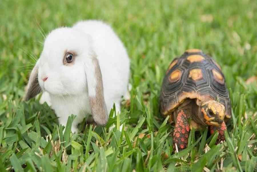 Discover Fascinating Facts About Turtles and Rabbits in English