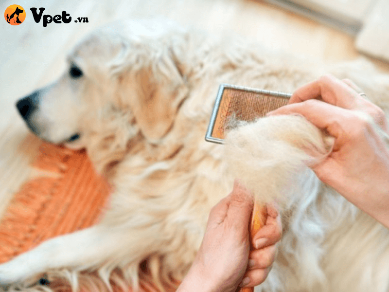 Bệnh rụng lông do thiếu hormone tăng trưởng ở chó