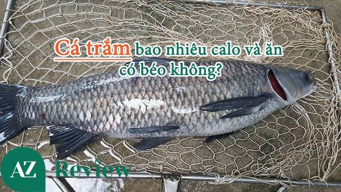 Ruột cá trắm có ăn được không? Tất tần tật thông tin về ruột cá trắm