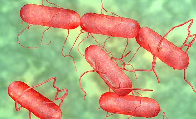 Tìm hiểu về Salmonella - Nguyên nhân gây bệnh gì?