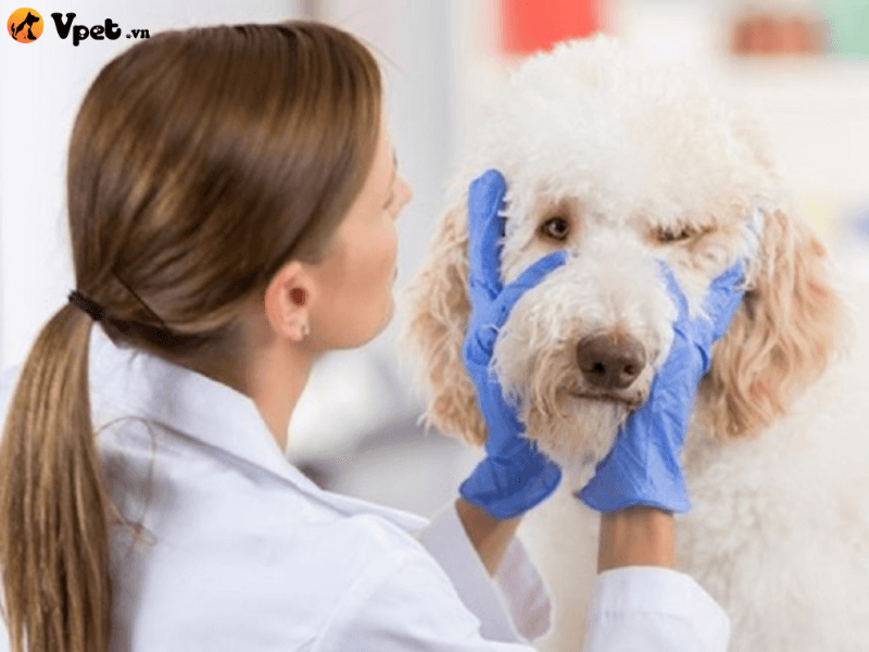 Điều trị cho chó bị nhiễm sán lá