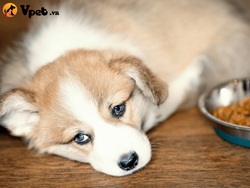 Những nguyên nhân gây ra bệnh sán lá ở chó