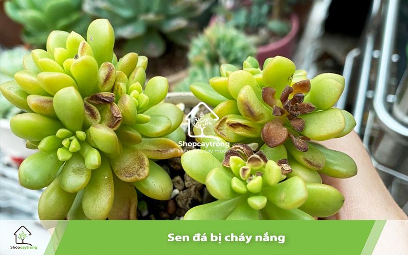 Tìm hiểu về sen đá bị cháy nắng - Nguyên nhân, triệu chứng và cách phòng tránh