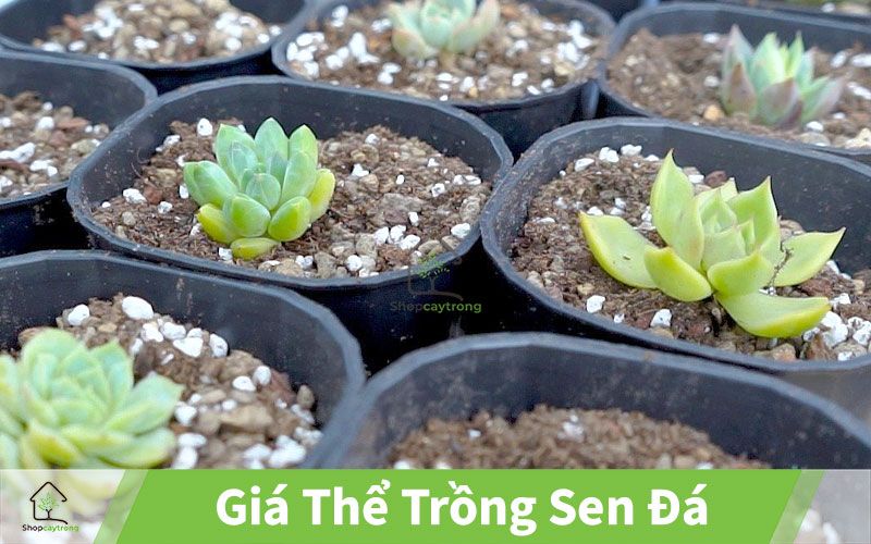 Sen đá Bình Thạnh - Tận hưởng không gian xanh tuyệt đẹp tại trung tâm Sài Gòn