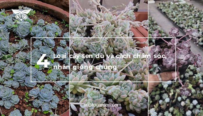 Tìm hiểu thông tin về sen đá dù tròn - Đặc sản Việt Nam độc đáo