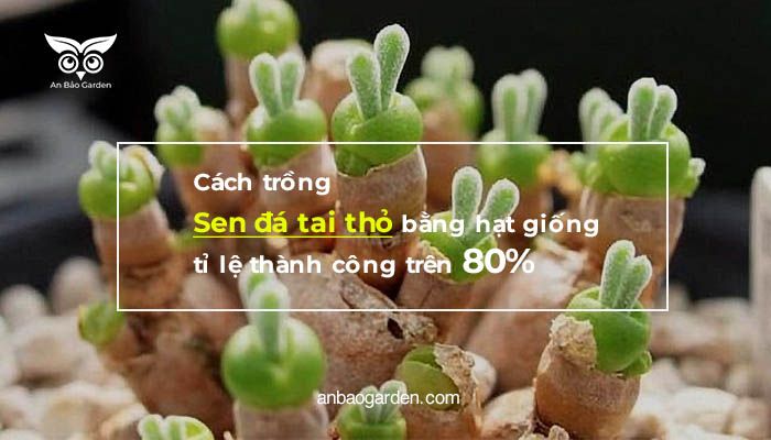 Khám phá vẻ đẹp quyến rũ của sen đá tai thỏ