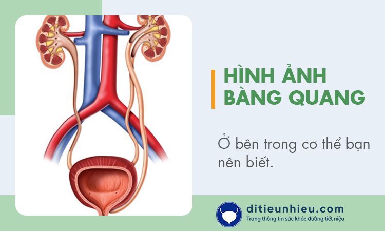 Siêu âm sỏi bàng quang - Thông tin và cách phát hiện sớm