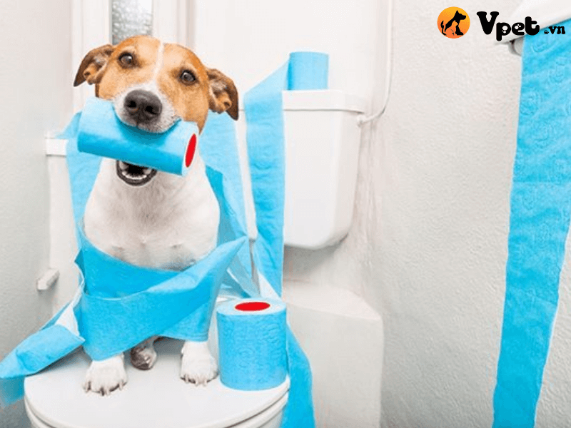 Huấn luyện chú chó đi vệ sinh đúng cách