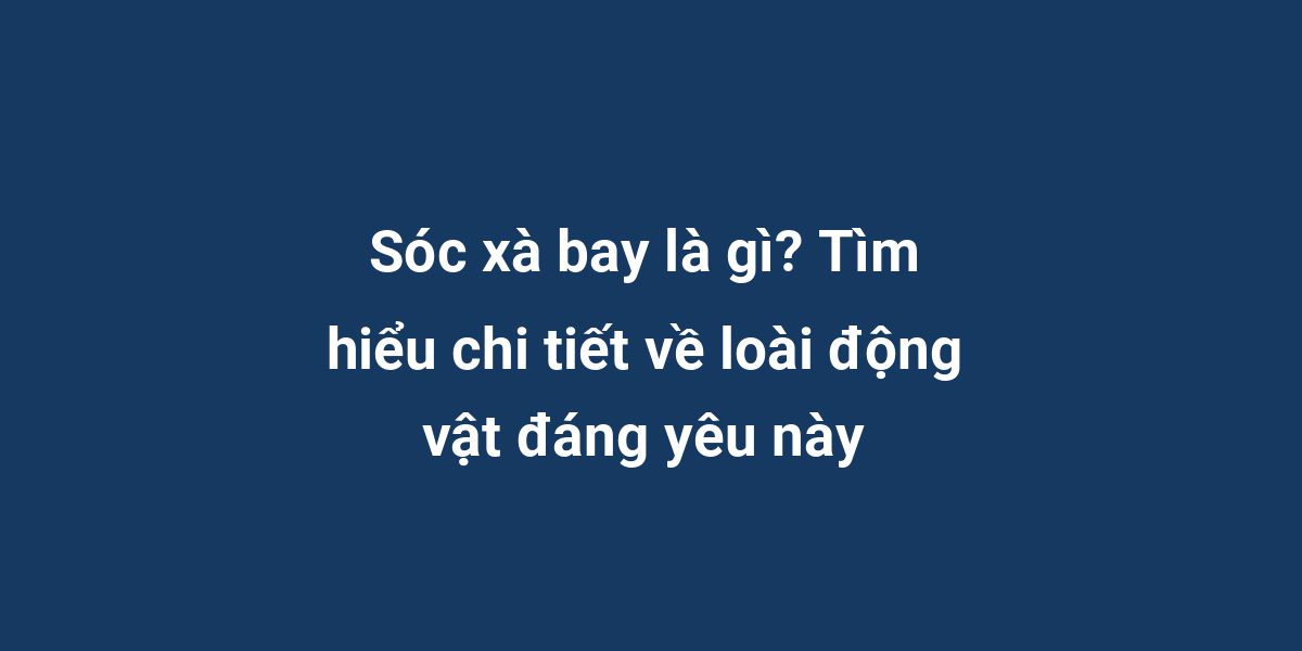 Sóc xà bay là gì? Tìm hiểu chi tiết về loài động vật đáng yêu này