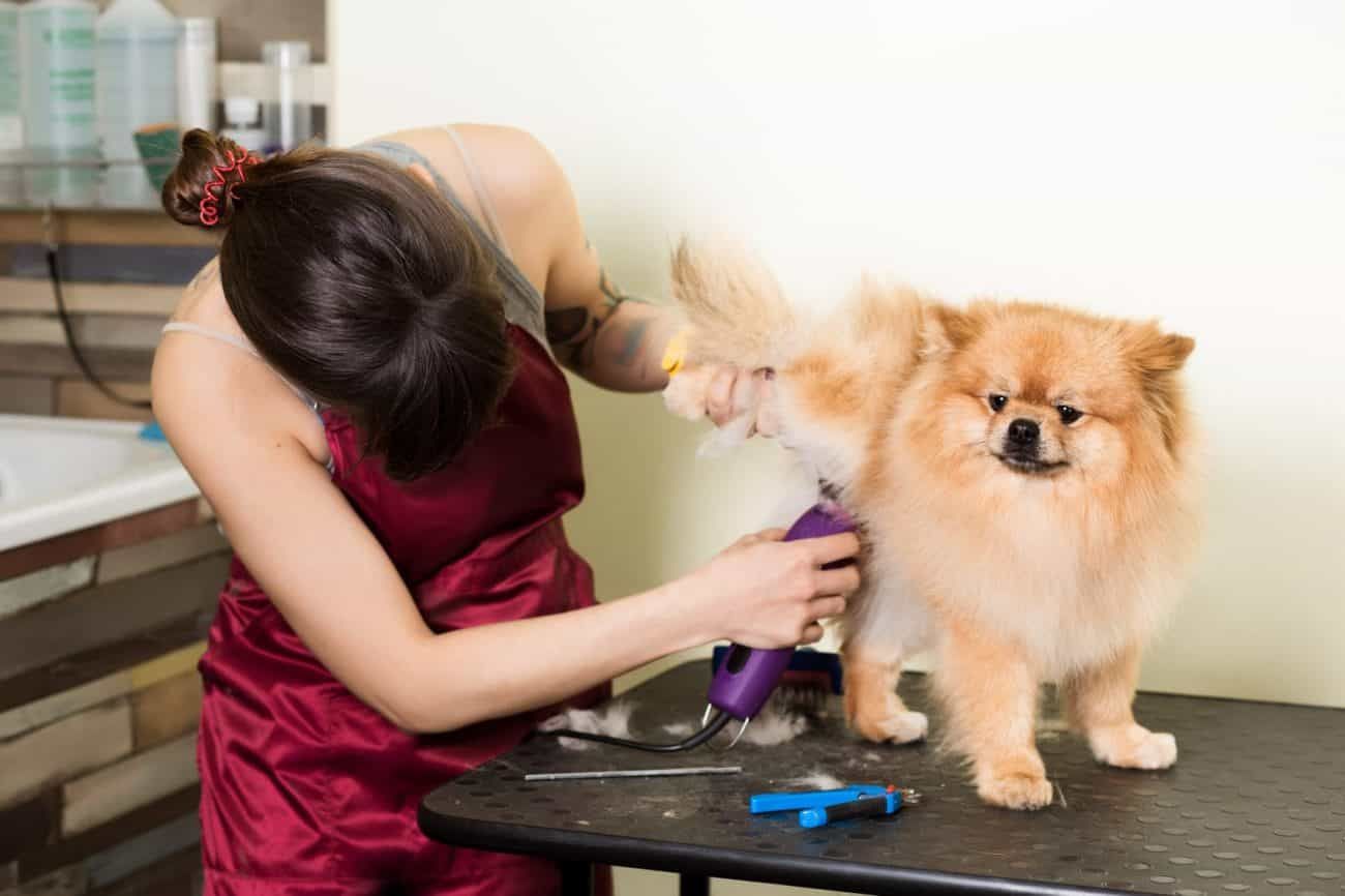 Ritdo Pet - Địa chỉ tin cậy cho dịch vụ Spa thú cưng