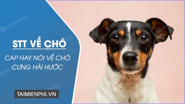 Tìm hiểu về Status và các lợi ích của việc nuôi thú cưng