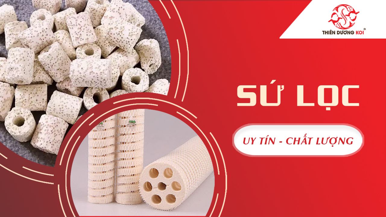 Sứ lọc hồ cá - Hướng dẫn và thông tin chi tiết về sứ lọc hồ cá