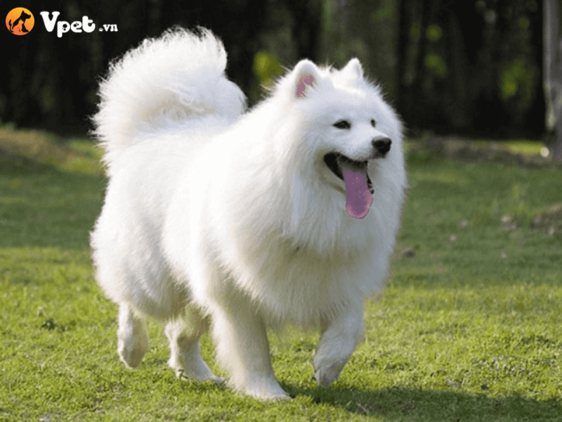 Sữa tắm cho chó lông trắng White Dog