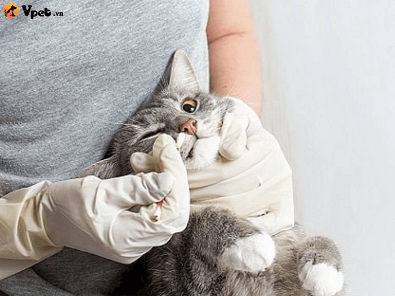 Điều trị suy thận (dài hạn) cho mèo