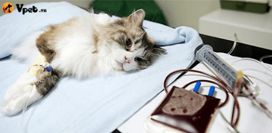 suy tim sung huyết ở mèo