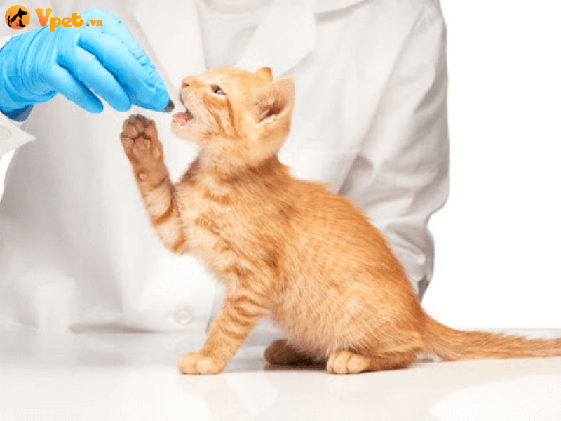 Điều trị cho mèo bị suy tuyến cận giáp