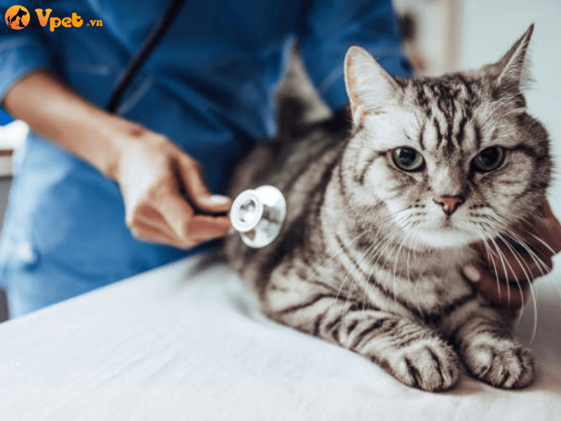 Chẩn đoán của bác sĩ thú y