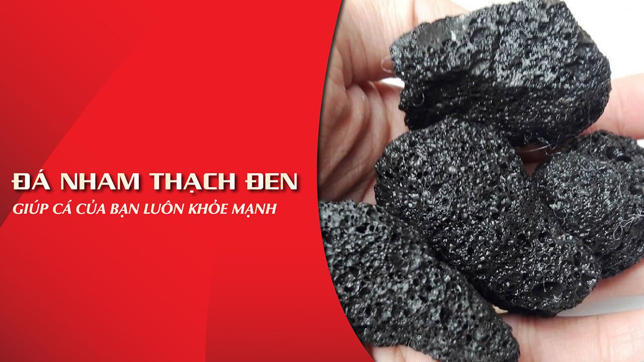 Đá nham thạch - Tác dụng lý tưởng cho bể cá cảnh của bạn