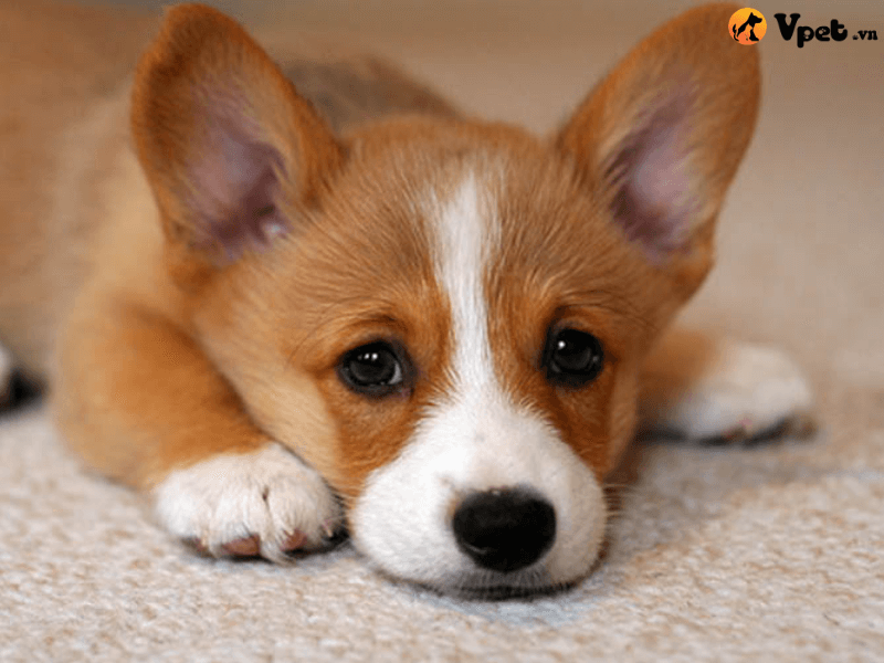 Sau khi tẩy giun chó con có nhiều biểu hiện điên cuồng