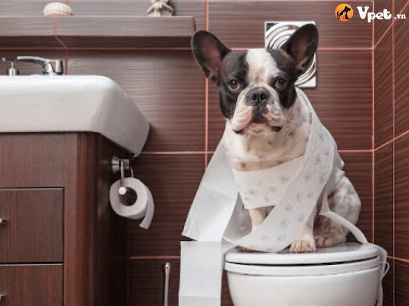 Cách sử dụng thuốc xịt cho chó đi vệ sinh đúng chỗ 