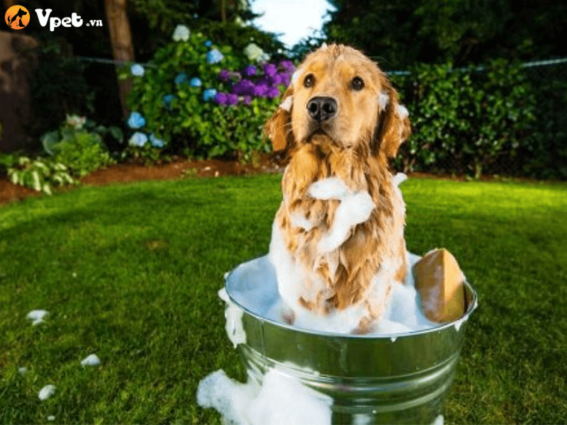 Tắm cho chó ba bước đơn giản