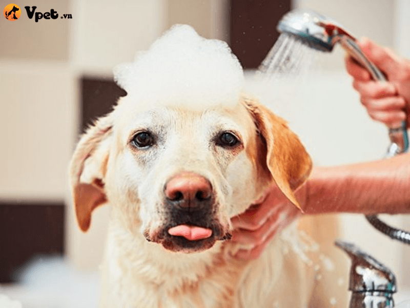 Những lưu ý cần nhớ khi tắm cho chó