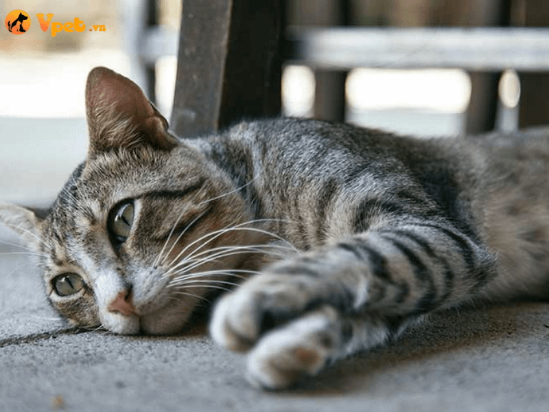 Tăng huyết áp kịch phát (paroxysmal) ở mèo