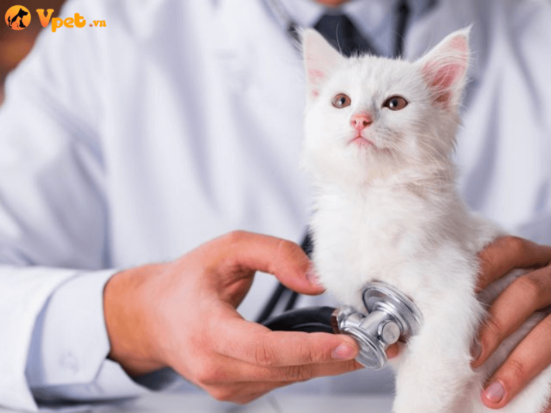 Nguồn gốc của căn bệnh tăng huyết áp kịch phát ở mèo