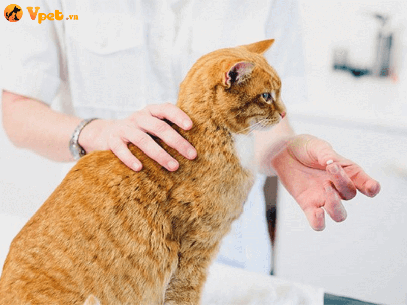 Chăm sóc mèo bị tăng kali máu tại nhà