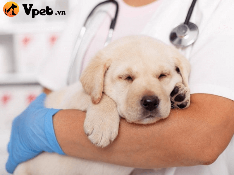 Phòng bệnh viêm phổi ở chó