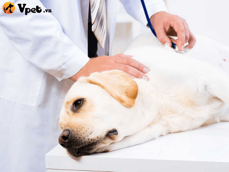 Các điều trị chó bị viêm phổi