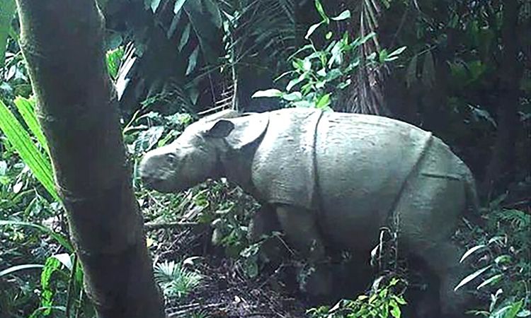 Tê giác đã tuyệt chủng chưa - Thông tin mới nhất về loài vật quý hiếm