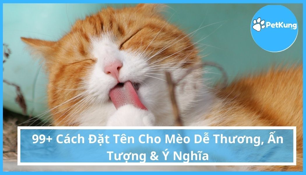 Tên Mèo Hay: Những Tên Gọi Độc Đáo Cho Mèo Cưng của Bạn