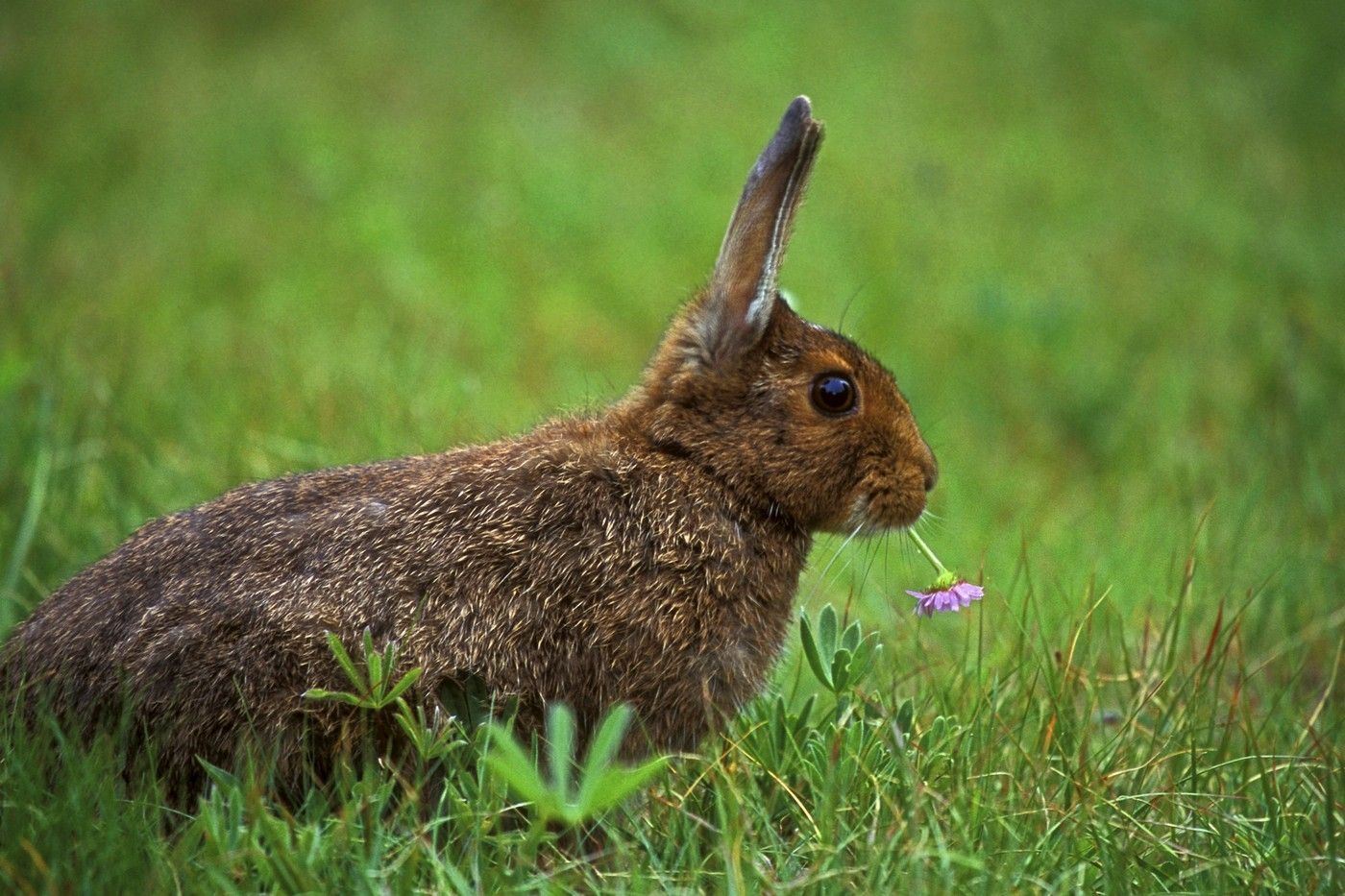 Tìm hiểu về thông tin chi tiết về thỏ châu Âu - Những điều bạn cần biết!