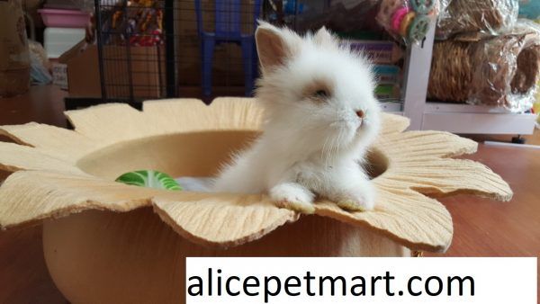 Thông tin về thỏ kiểng mini woody toy - Điểm nhấn trong thú nuôi nhỏ xinh