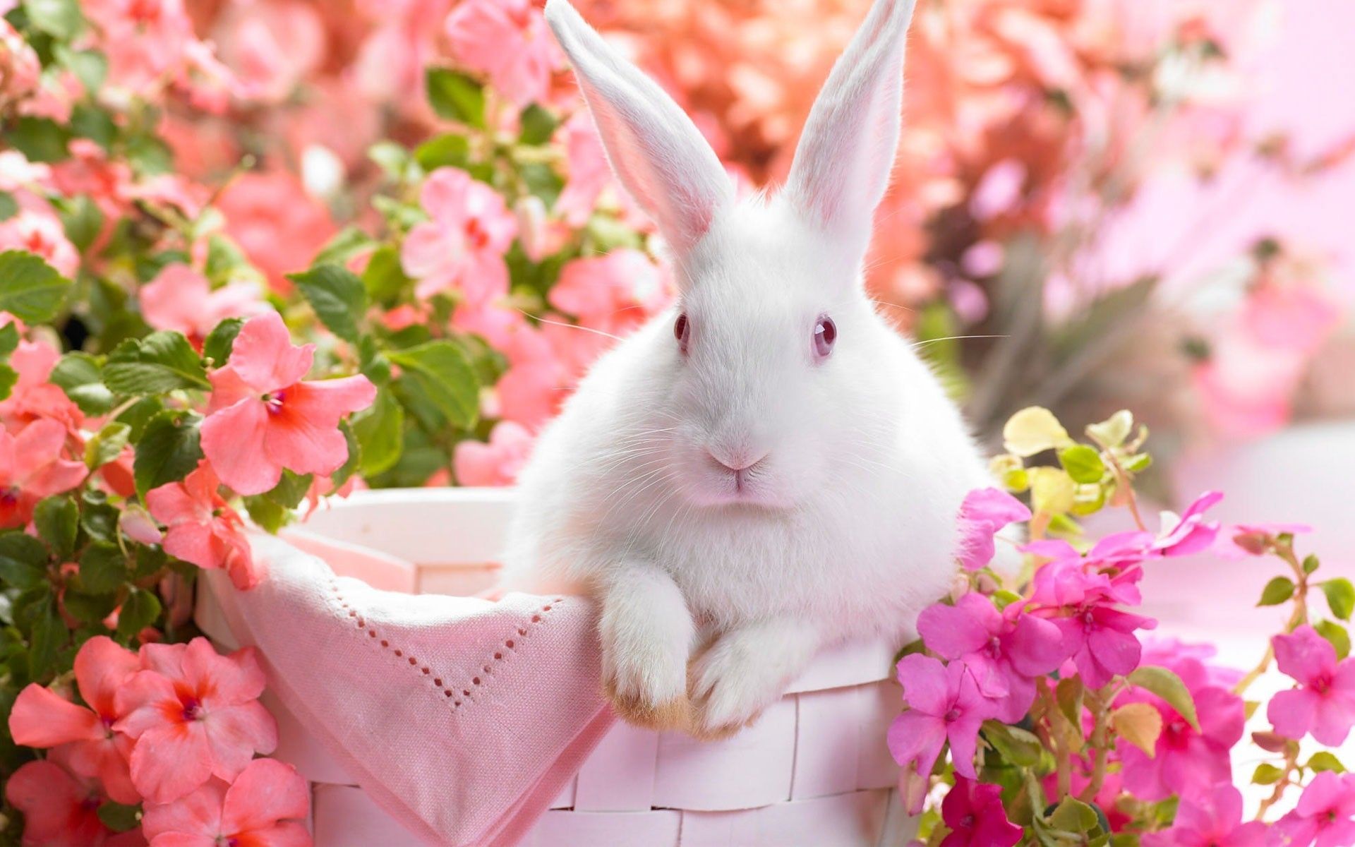Thỏ trắng dễ thương - Những thông tin và bí quyết nuôi thỏ trắng tại nhà