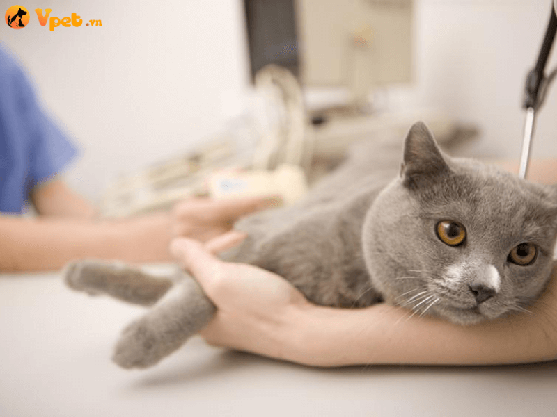 Điều trị lắng đọng protein trong cơ thể mèo