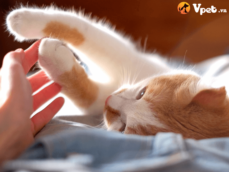 Bệnh thoái hóa tinh bột ở mèo là gì?