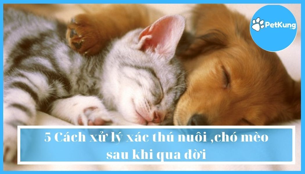 Thú cưng mất nên làm gì - Cẩm nang các bước khẩn cấp và tìm kiếm trở lại thú cưng