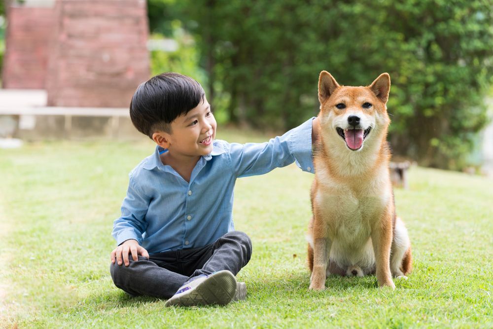 Thú cưng ở Nhật Bản: Những điều thú vị về cuộc sống của thú cưng trong đất nước mặt trời mọc