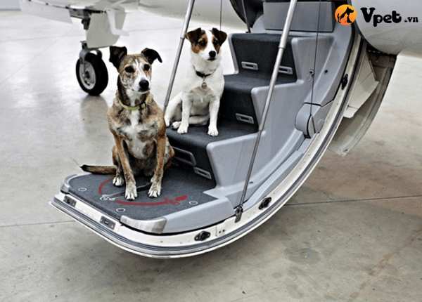 Các thủ tục giấy tờ cần biết khi chó đi máy bay