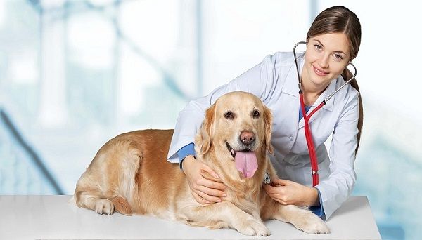 Thú y My Pet - Địa chỉ tin cậy cho sức khỏe thú cưng của bạn