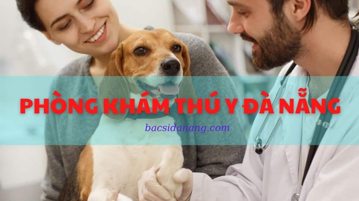 Thú y ở Đà Nẵng - Tất tần tật thông tin từ chăm sóc đến điều trị